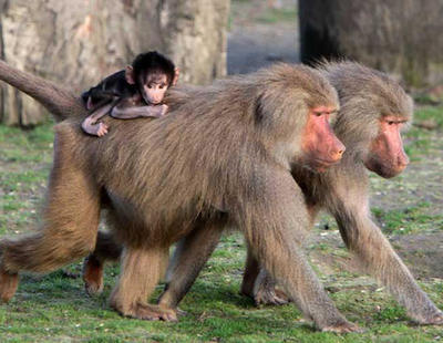 Evacuación masiva en un zoo de París por la huída de cincuenta monos