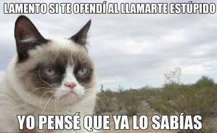 La gata ha sido protagonista de todo tipo de memes