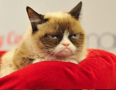 Indemnizan con 700.000 dólares al gato Grumpy Cat por usar su imagen para vender cafés