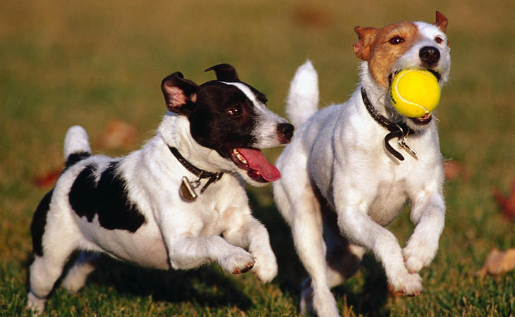 Queda prohibido cortar las orejas y el rabo a las mascotas en España