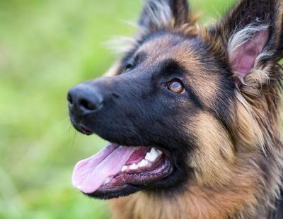 Entra en vigor la ley que prohíbe amputar el rabo y las orejas a las mascotas en España
