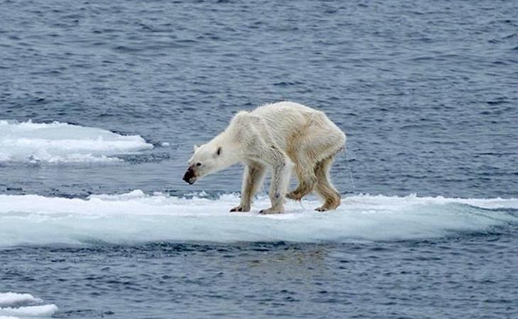 Los osos polares podrían legar a desaparecer a consecuencia del cambio climático