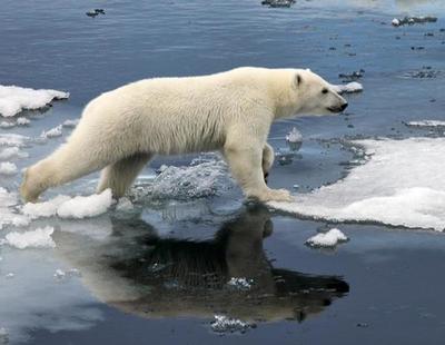 El cambio climático ha hecho que los osos polares se queden en los huesos