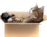 ¿Por qué los gatos aman las cajas de cartón?