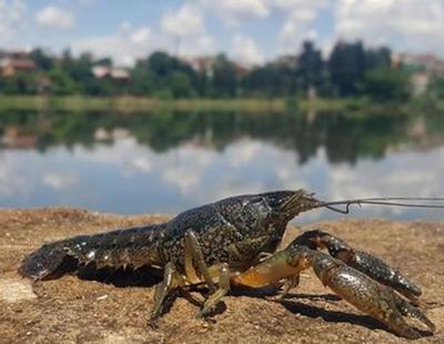 La cangrejo mutante que se clona a sí misma y que invade medio planeta