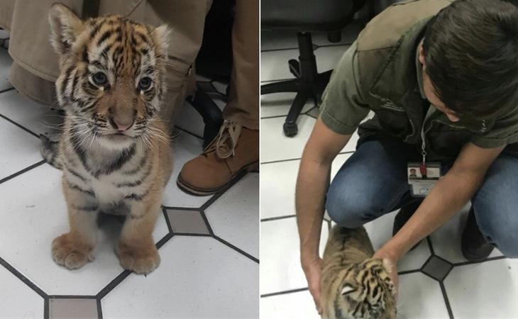La PROFEPA se encargó de los cuidados del pequeño tigre de Bengala