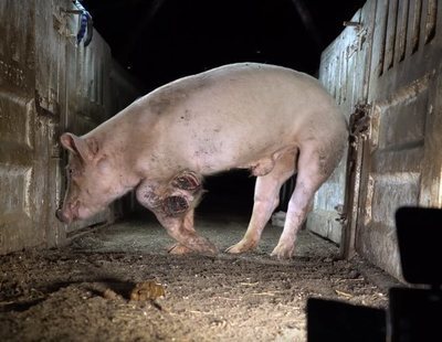 Dos supermercados belgas vetan los productos de El Pozo tras la emisión de 'Salvados'