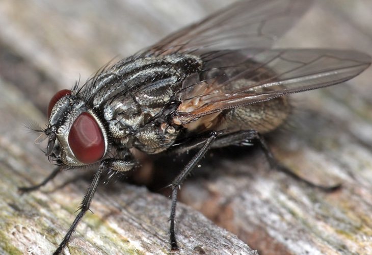 La mosca de la cara es la encargada de transmitir este tipo de infecciones