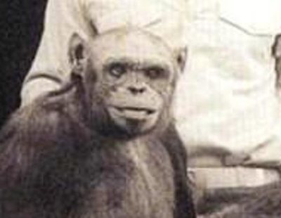 'Humanzee': así fecundó con éxito un laboratorio a un chimpancé con semen humano en 1920