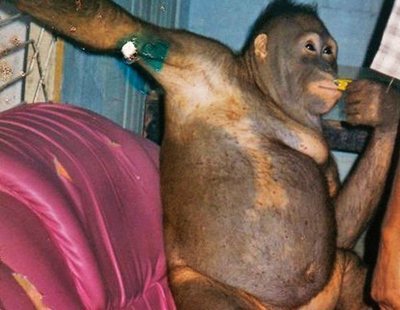 Pony: la red que prostituía orangutanes víctimas de abusos sexuales en Asia