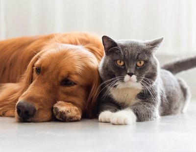 Un estudio confirma que los que tienen gatos son más inteligentes que los que eligen perros