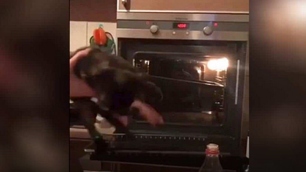 Kirill Berzoyin introduciendo el gato en el horno