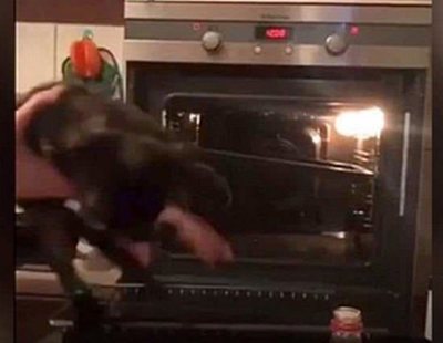 Un adolescente mete a su gato en un horno a 300ºC y lo sube a las redes para "divertirse"