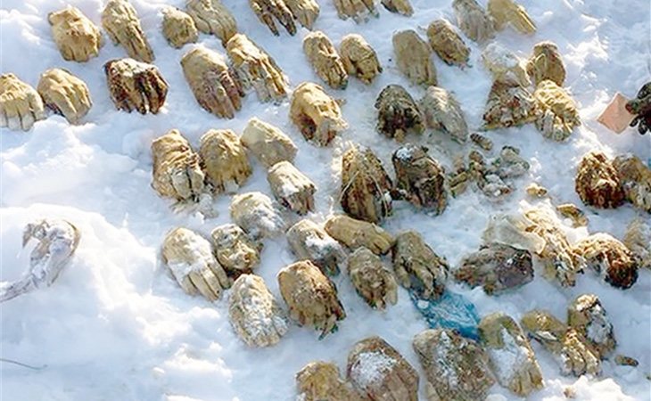 Por el momento han podido saber la huella dáctilar de una de las manos. / Foto: SiberiaTimes