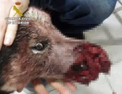 Tres cazadores abaten a disparos a un perro en Murcia porque les "molestaba"