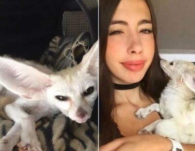 Una youtuber somete a su zorro a una estricta dieta vegana y la acusan de maltrato animal