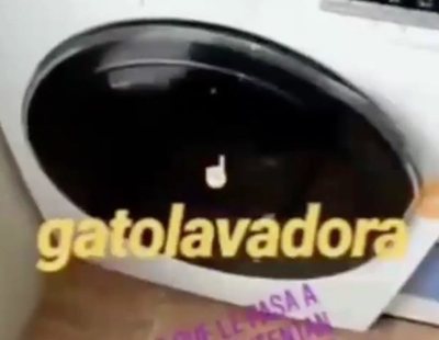 Centrifuga dos veces y mata entre risas a su gato en la lavadora: recogen firmas para condenarla