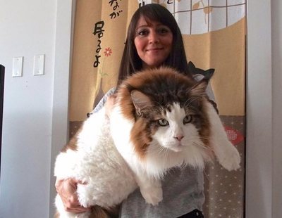 El gato gigante de 12 kilos y más de un metro que causa furor en las redes