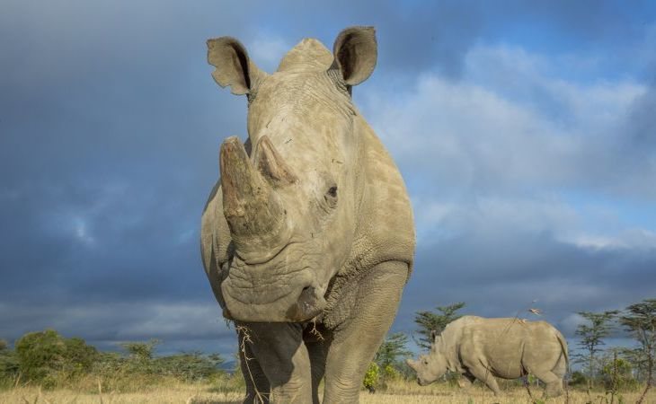 Un rinoceronte blanco del norte salvaje