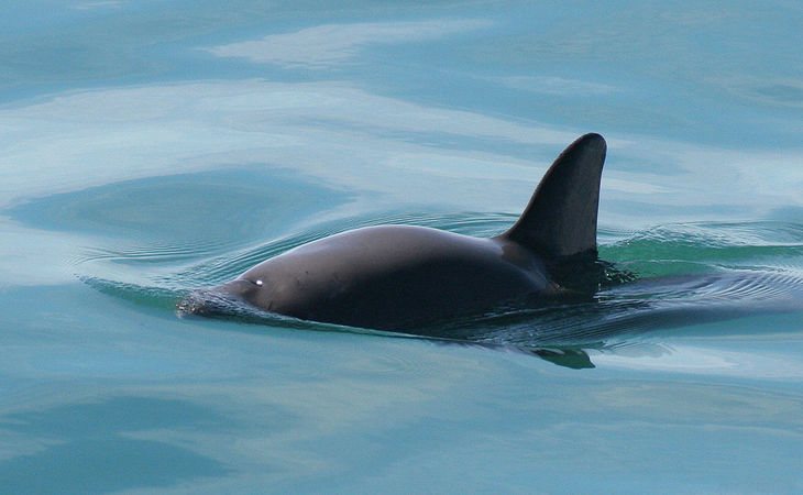 Una vaquita marina salvaje