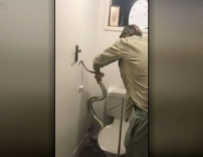Una serpiente de dos metros ataca a un chico de 17 años mientras estaba sentado en el WC