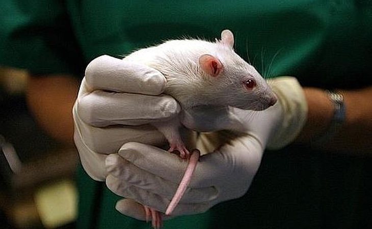 87 de los 90 ratones se vieron totalmente curados tras la vacuna