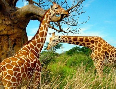 Las jirafas se suman a la lista de animales en peligro de extinción