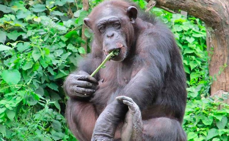 Los chimpancés tienen un mayor tamaño de los testículos