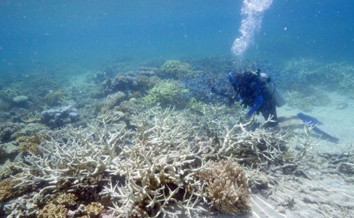 Los arrecifes profundos tropicales están justo debajo de los arrecifes poco profundos