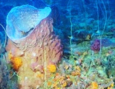 Descubren un nuevo océano lleno de especies desconocidas