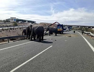 Un camión de elefantes vuelca en la A-30: llenaron la autovía a la vista de todos los conductores