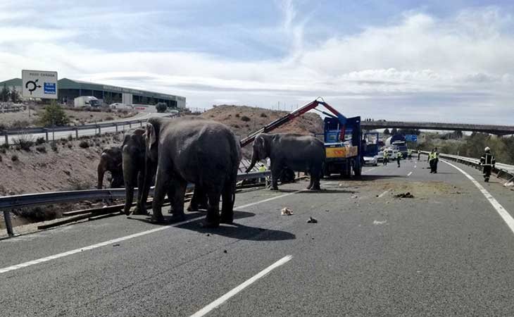 El accidente con los elefantes acontecido en Albacete