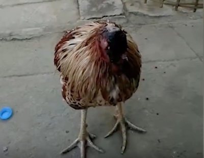 Una gallina lleva más de una semana viviendo sin cabeza en Tailandia