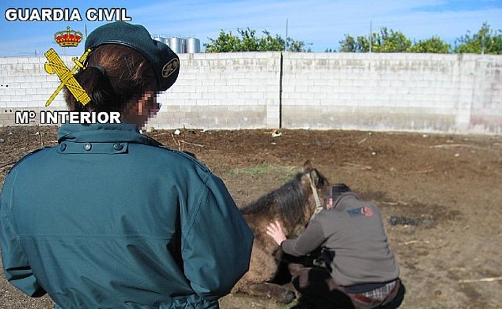 La Guardia Civil colocó cámaras en la cuadra para conocer la identidad de quien abusaba de los animales