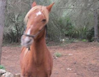 Detenido un hombre en Mallorca tras violar a una yegua y un potro