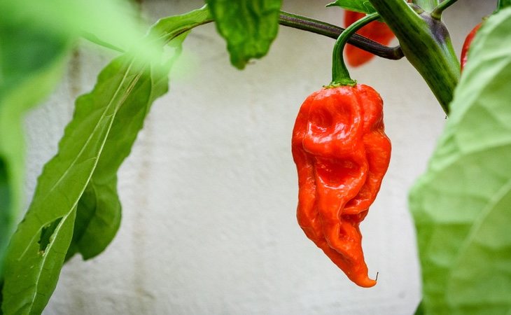 El hombre comenzó a sufrir fuertes dolores de cuello y de cabeza tras comer el Carolina Reaper 