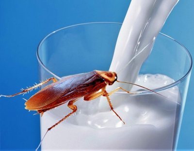 La leche de cucaracha podría ser el futuro de la alimentación, según los científicos