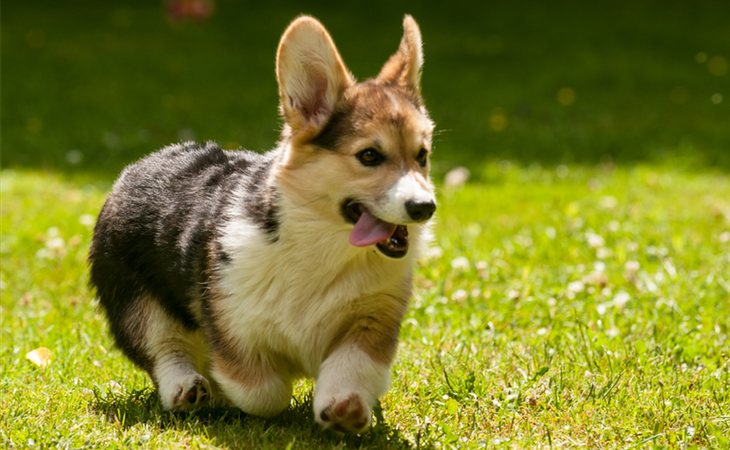 El perro de la familia era un Corgi Galés