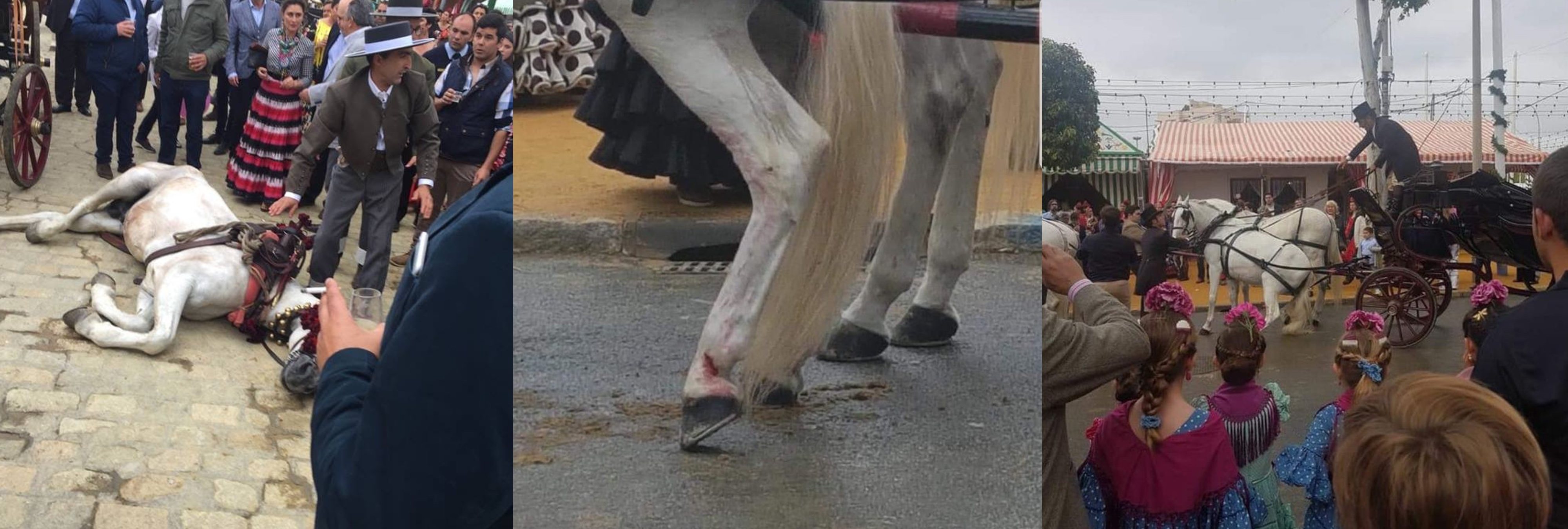 La Federación Andaluza de Defensa Animal denuncia el maltrato a caballos en la Feria de Abril