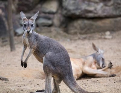 Muere una canguro en un zoo de China: los visitantes le lanzaron piedras para que saltara
