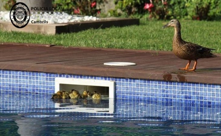 Patos rescatados por la Policía