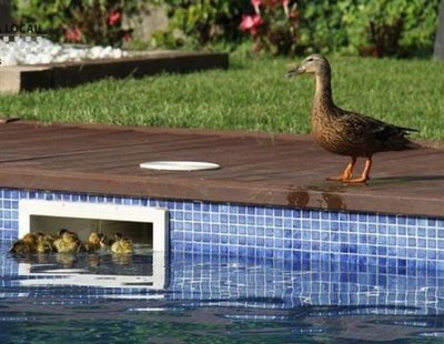 Adorable misión: la Policía rescata a 11 patitos atrapados en una piscina