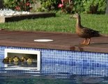Adorable misión: la Policía rescata a 11 patitos atrapados en una piscina