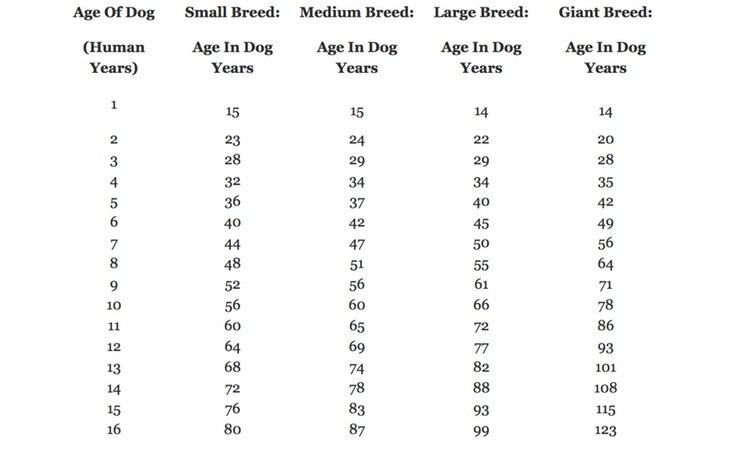 Tabla de referencia para saber la edad de tu perro