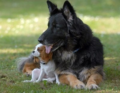 Un año humano no equivale a siete años de un perro, según un estudio