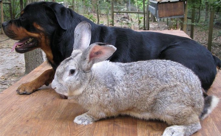 El conejo de Flandes puede tener el mismo tamaño que un perro