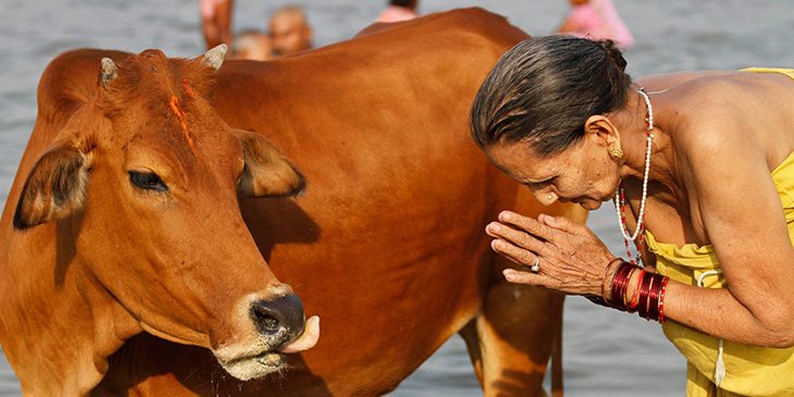 Las vacas son símbolos de vida para la cultura hindú