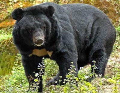 Un hombre cría durante dos años a un oso creyendo que era un perro