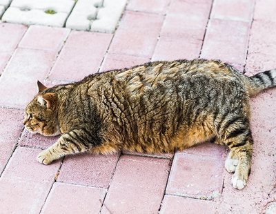 ¿Cómo podemos evitar que nuestro gato termine obeso?