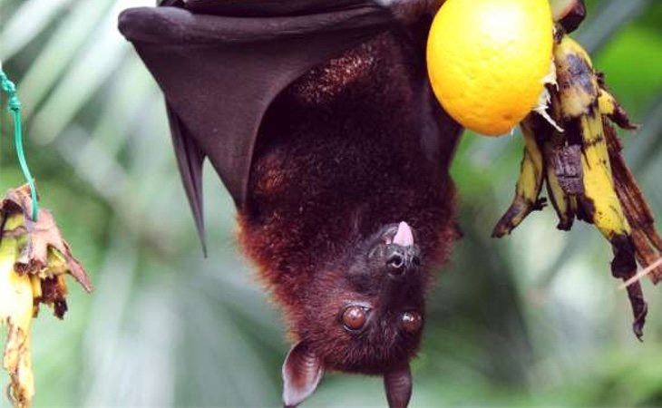 El nipah es transmitido por los murciélagos que comen fruta